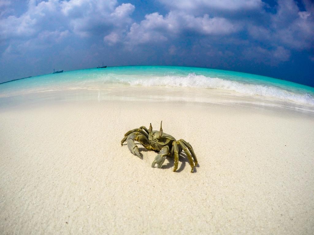 Cerulean View Residence Hanimaadhoo Island Exteriör bild
